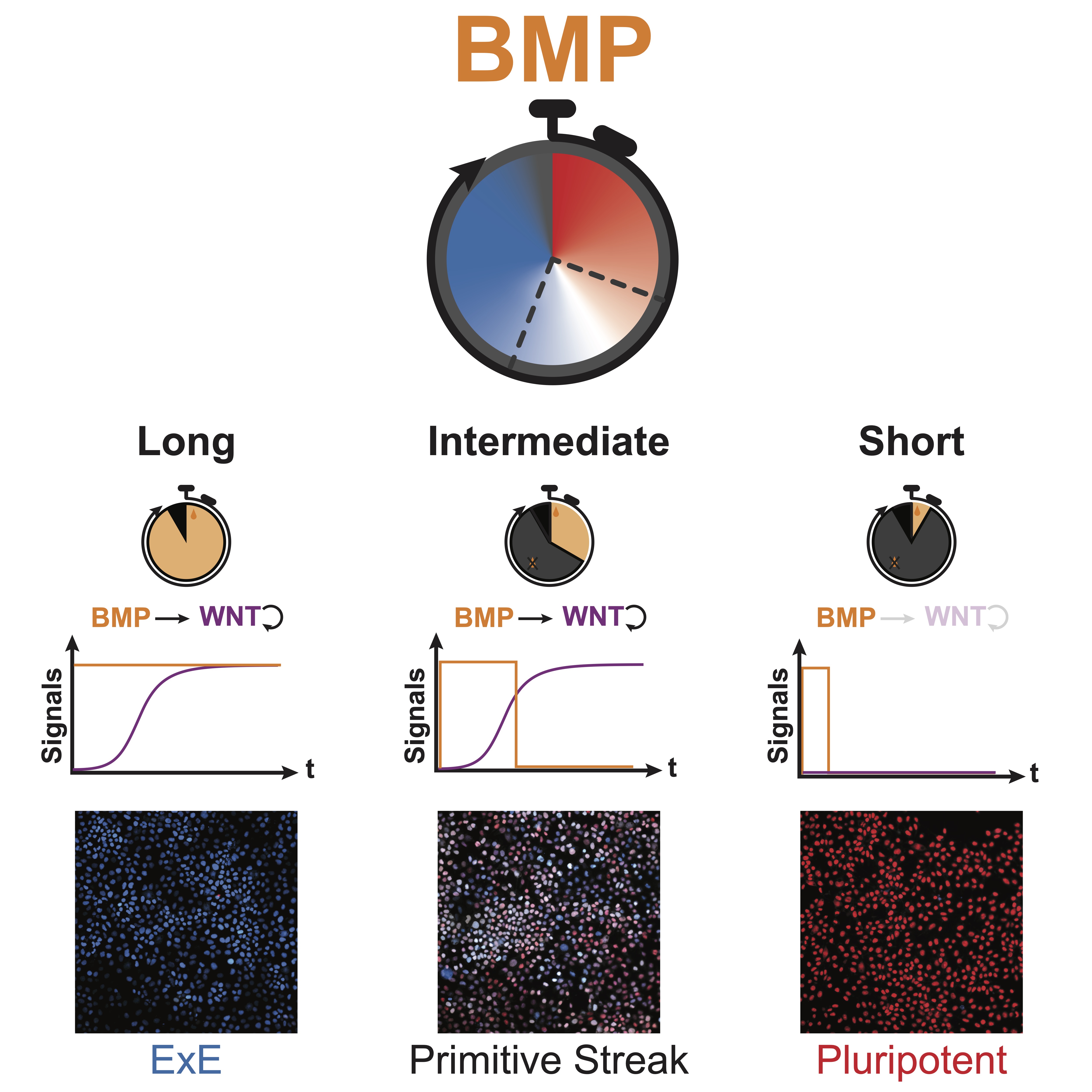 Combinatorial interpretation of BMP and WNT controls the decision between primitive streak and extraembryonic fates