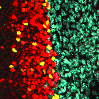Juxtaposition of human pluripotent stem cells with amnion-like cells is sufficient to trigger primitive streak formation