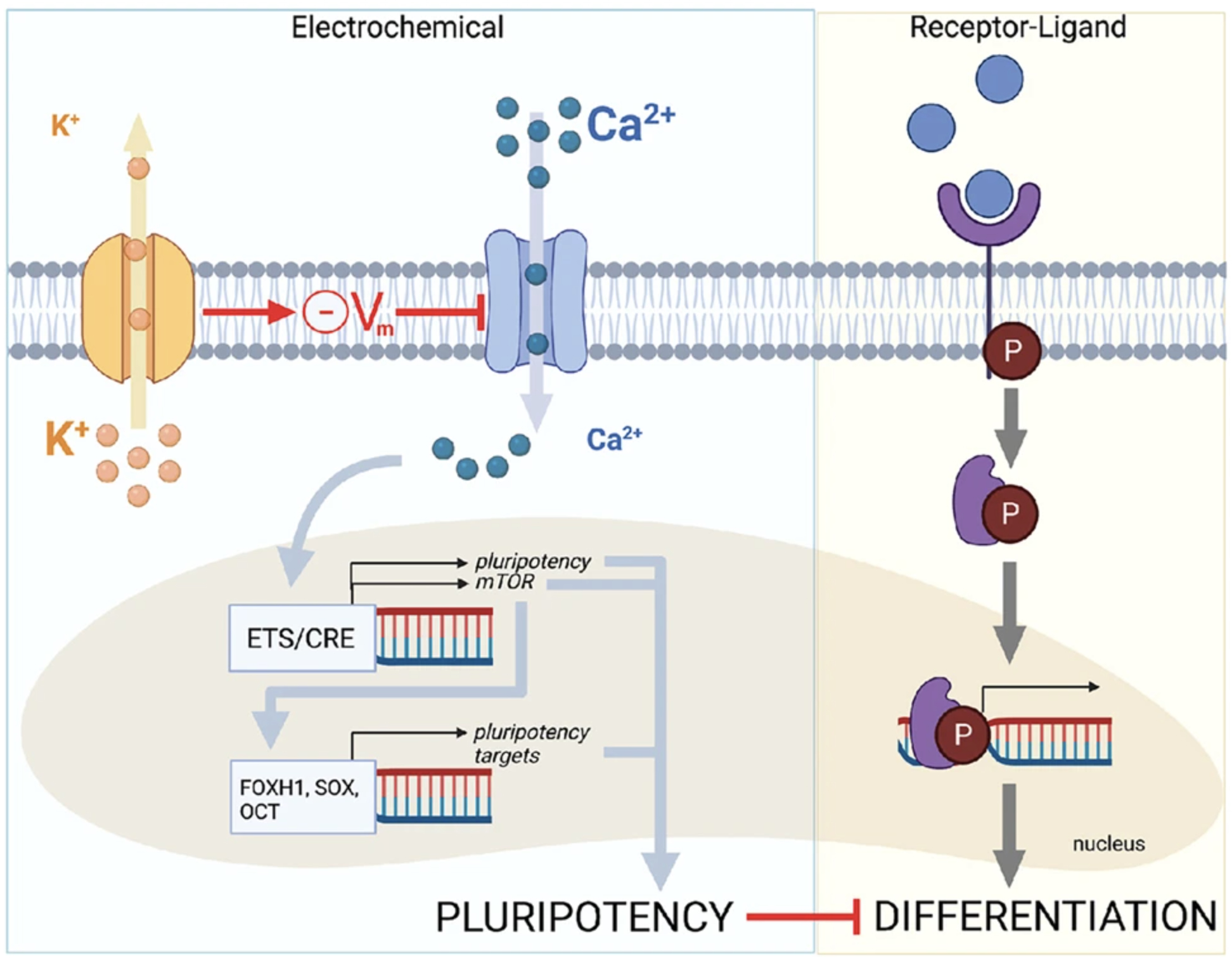 Membrane potential drives the exit from pluripotency and cell fate commitment via calcium and mTOR