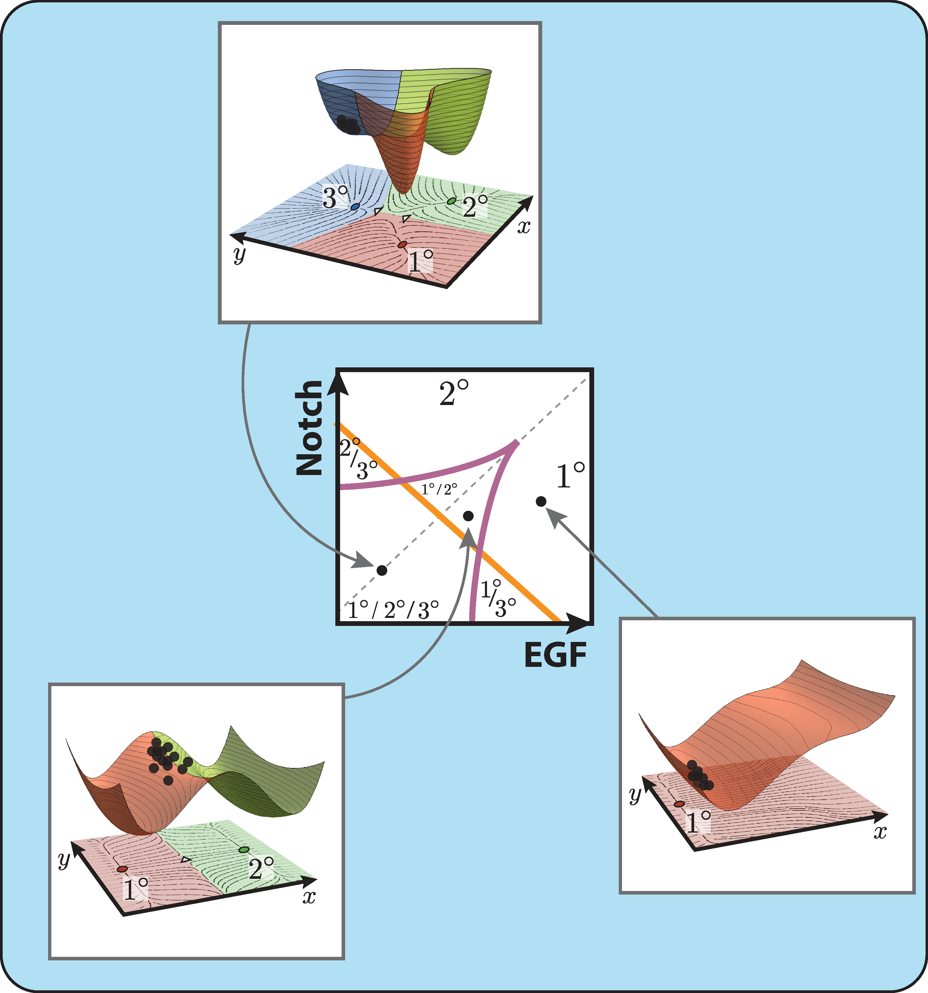 Quantifying cell transitions in C. elegans with data-fitted landscape models